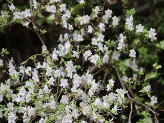 シロバナウンゼンツツジ